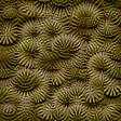 coral ec 16x16px 7x7map