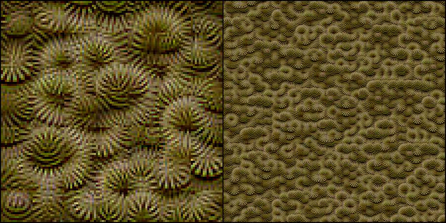 coral preview