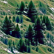 fir trees ec 16x16px 7x7map